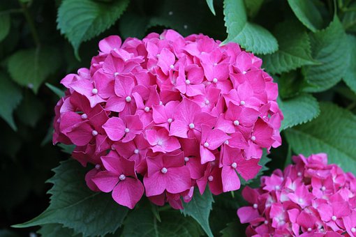Free Flower Nature photo and picture