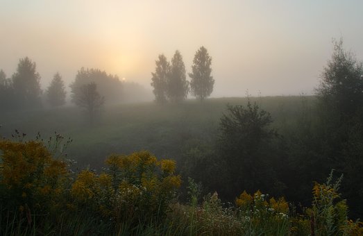 Free Tree Fog photo and picture