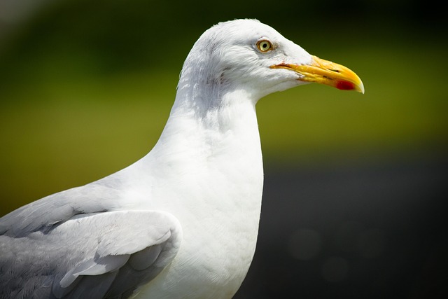 Free Bird Wildlife photo and picture
