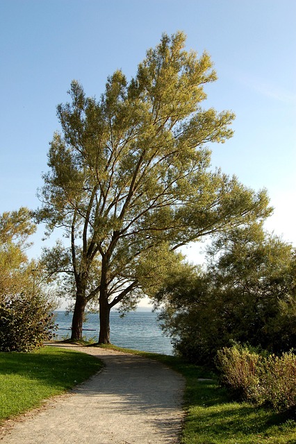 Natur, Bäume, Herbst, Promenade, Weg