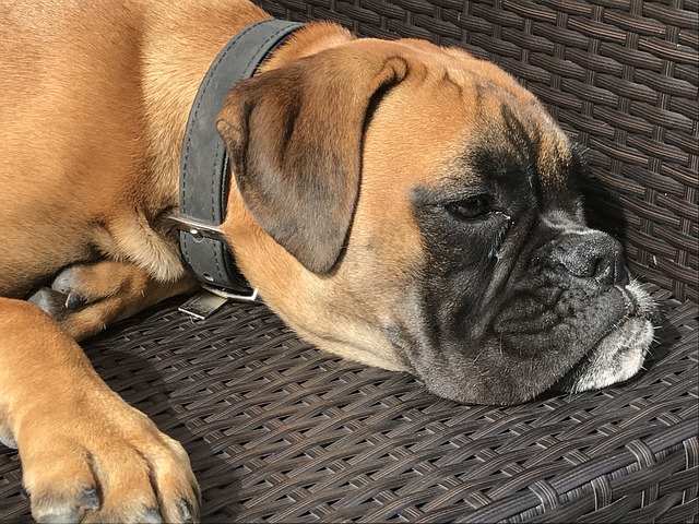 Free Dog Pet photo and picture