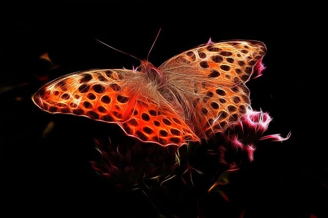 Free fractalius fiery mother-of-pearl moth edelfalter illustration