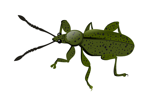 Weevil, Zvíře, Hmyz, Příroda, Fauna, Mor