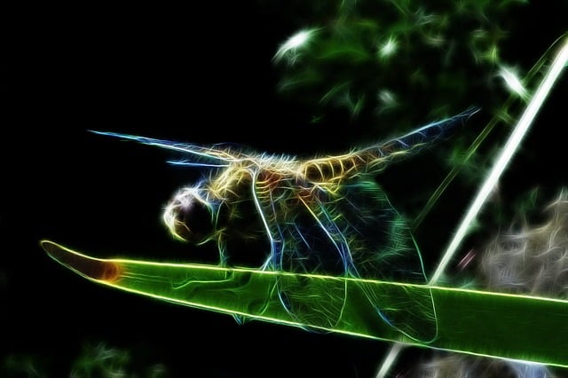 Free fractalius four-spot dragonfly dragon-fly illustration