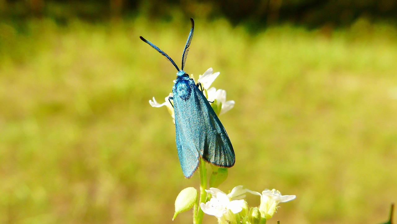Nature Outside Insect Butterfly - Free photo on Pixabay