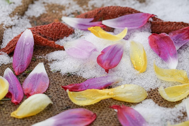 Free Ice Rain Petals photo and picture