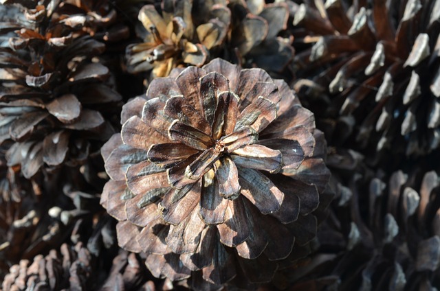 Natur, Desktop, Nahaufnahme, Trocken