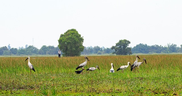 Free Grass Nature photo and picture