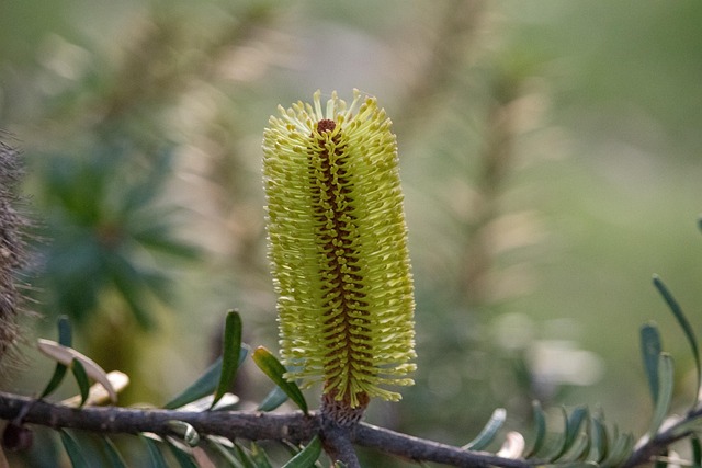 Free Tree Nature photo and picture