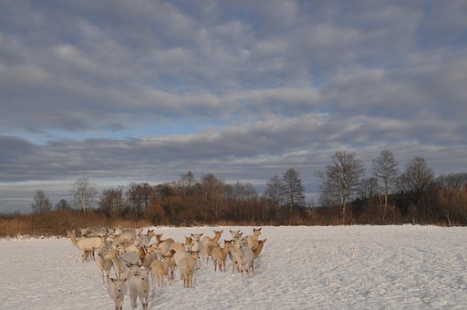 Free Winter Snow photo and picture