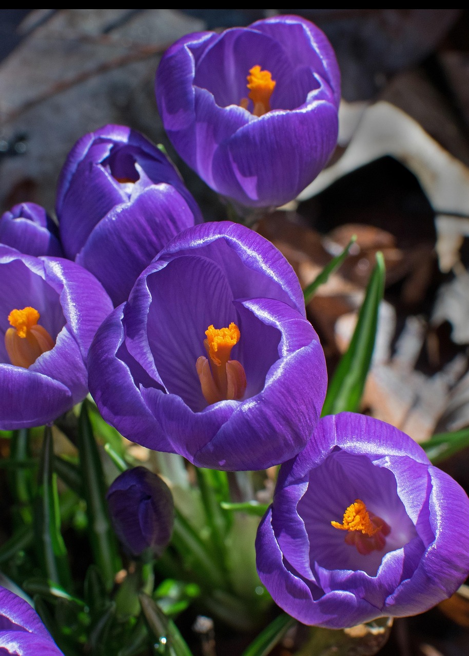flower-3203490_1280.jpg