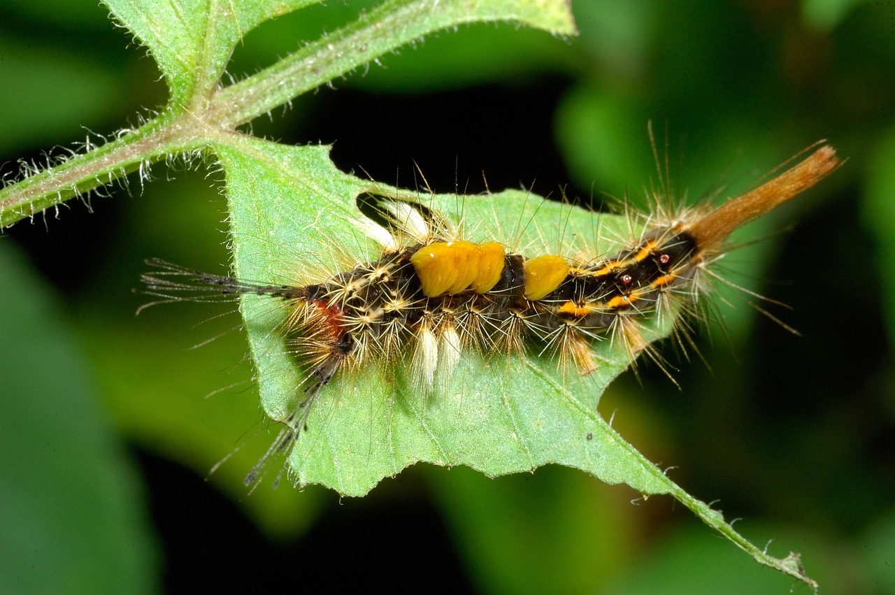 Kater Insect Insect Caterpillar Nature - Free photo on Pixabay