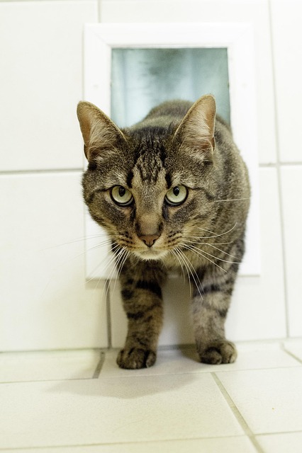 Gato, Animal, Animal Doméstico
