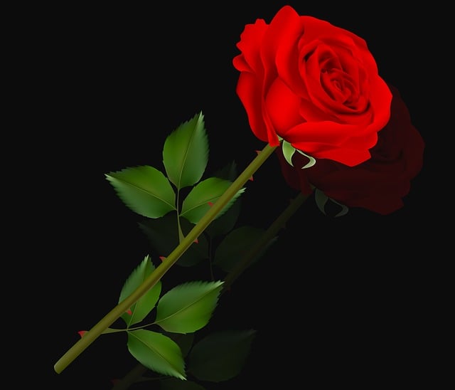 Free flower rose love illustration