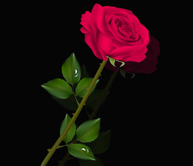 Free flower rose plant illustration
