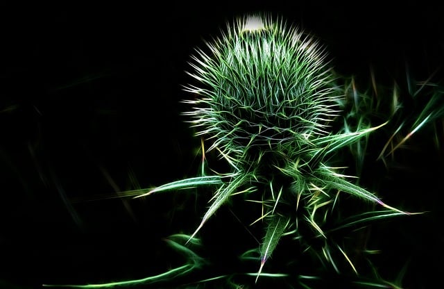 Free fractalius scraping thistle thistle illustration