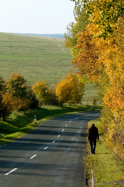 Natur, Træ, Vej, Græs, Landskab