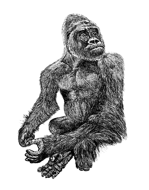 Free Gorilla Black illustration and picture