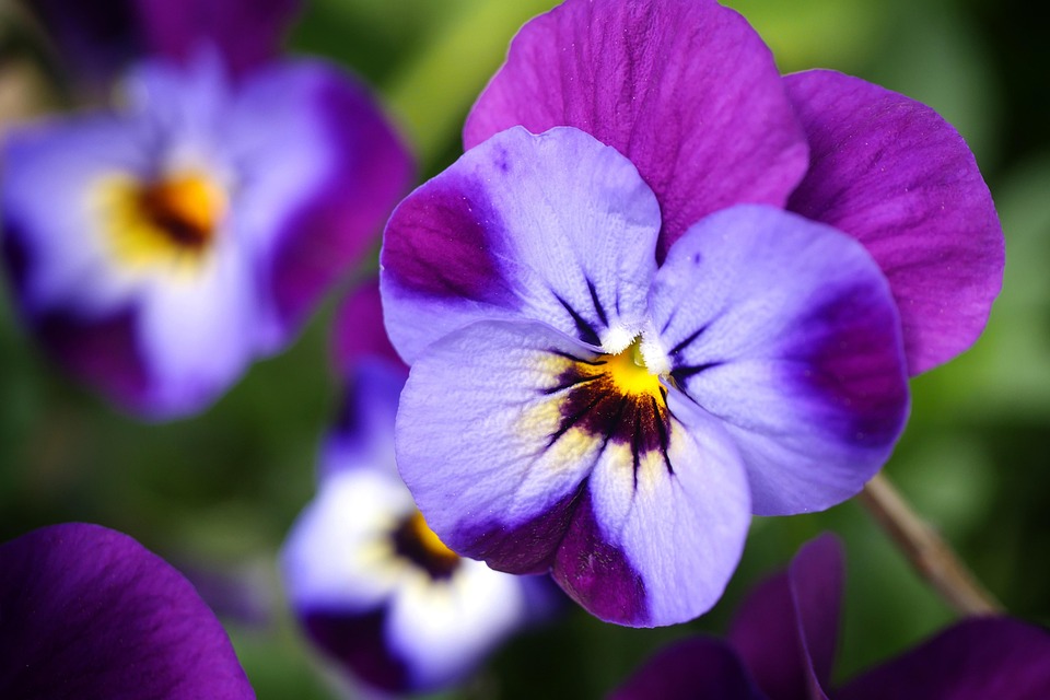 Veilchen Blume Natur Kostenloses Foto Auf Pixabay