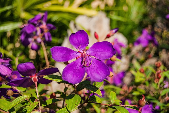 ดอกไม้, วอลล์เปเปอร์ Hd, สีม่วง, Flower