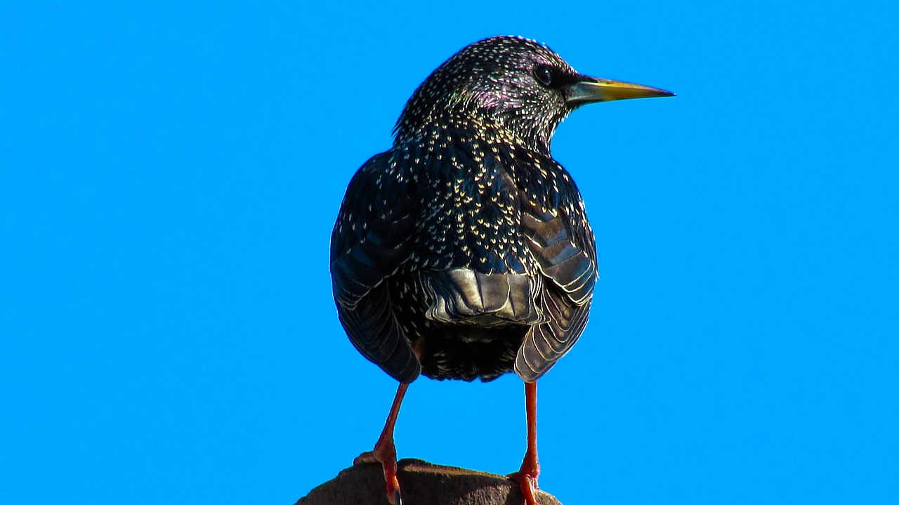 鳥游戲攻略_鳥的小游戲