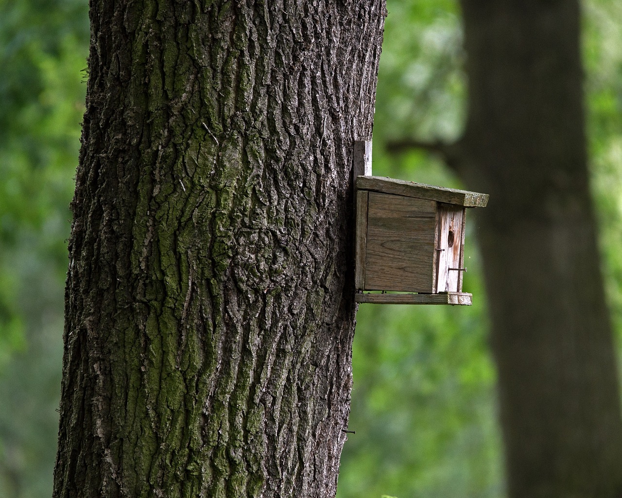 Illustration of Aviary Bird Treehouses