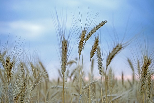 Free Wheat Cereal photo and picture