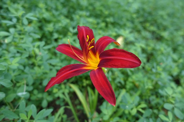 Free Nature Summer photo and picture