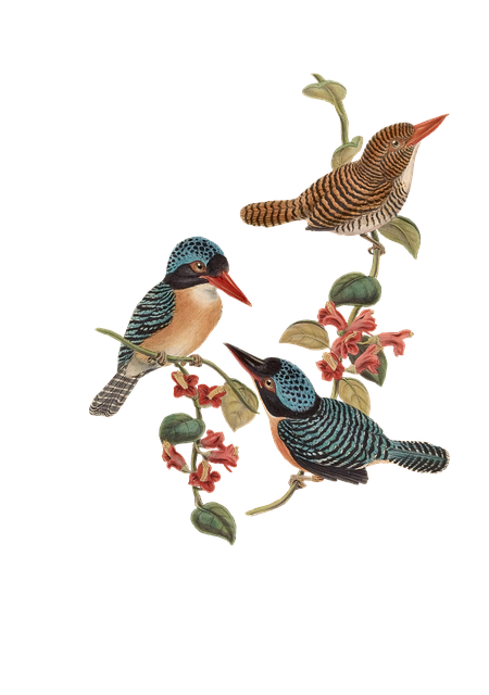 Free bird birds branch illustration