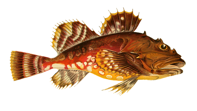 Download free HD stock image of Fish Animal Free fish animal water illustration