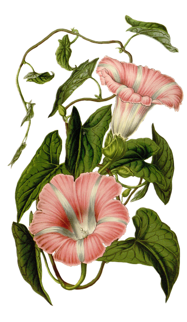 Free Flower Blossom illustration and picture