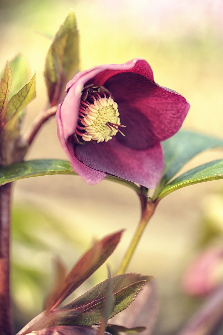 1,000+ Free Christmas Flower & Christmas Images Pixabay
