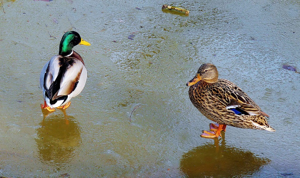 Pair Of Ducks Beautiful Glitter - Free photo on Pixabay - Pixabay