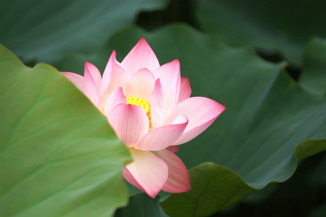 Lotus, Blomst Baggrund, Natur, Planter
