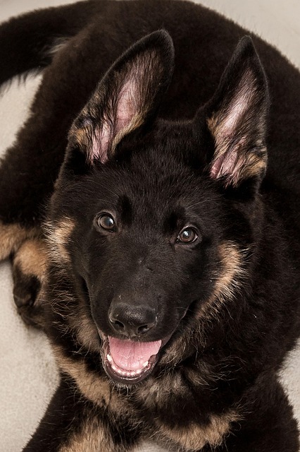 Mamífero, Cachorro, Canino, Retrato
