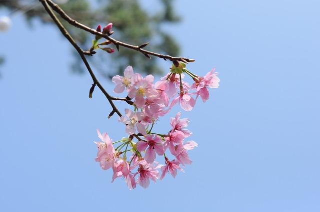 Blomster, Blomst Tapet, Afdeling, Natur