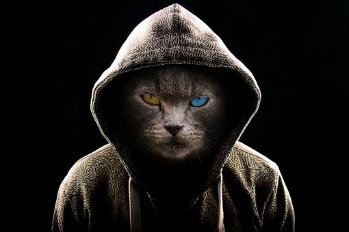 Retrato, Animal, Retrato Animal, Lindo