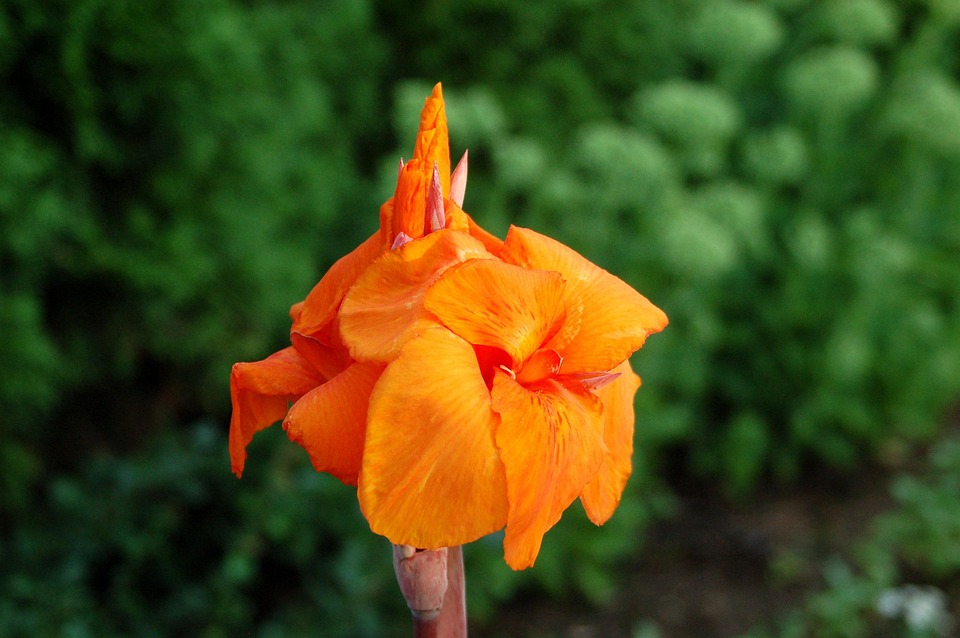 Kanna Flor Verano · Foto gratis en Pixabay