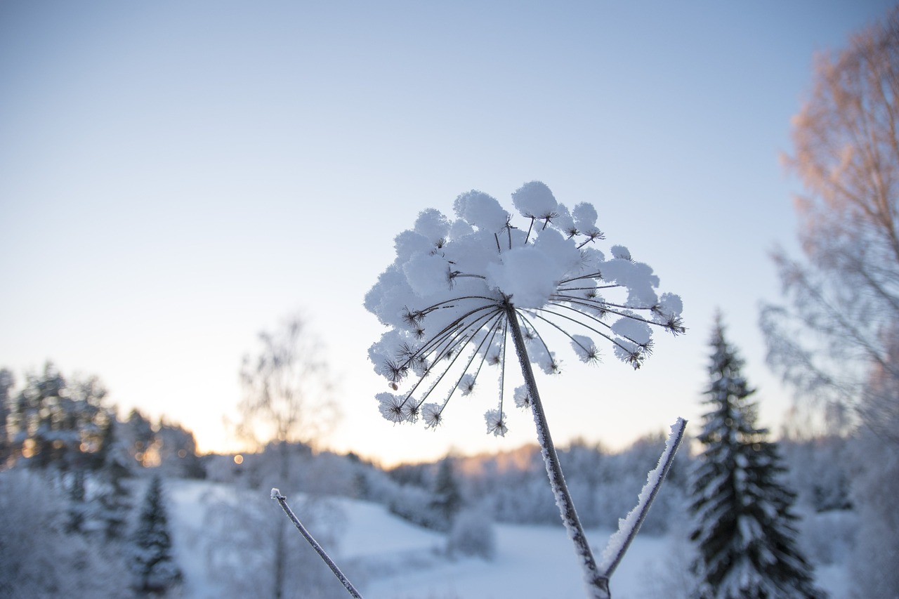 雪 冬天 寒冷的 - Pixabay上的免费照片 - Pixabay