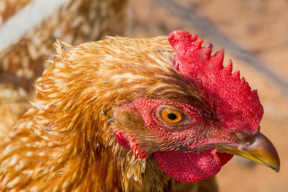 Vögel, Natur, Vogel Des Capoeira, Animalia, Penam, Huhn
