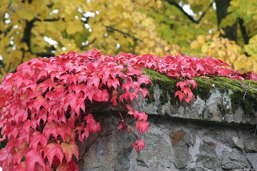 Free Leaf Nature photo and picture
