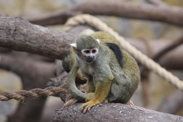Free Mono Wild Life photo and picture