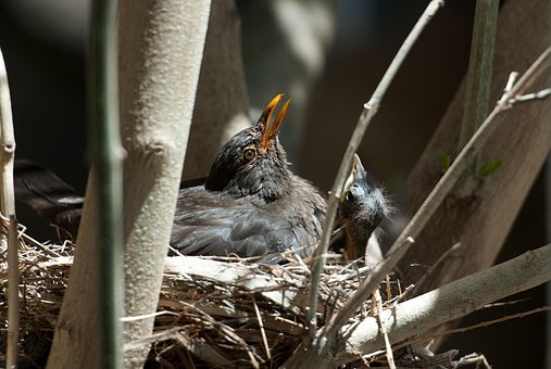 Free Nature Bird photo and picture