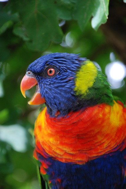 Free Bird Parrot photo and picture