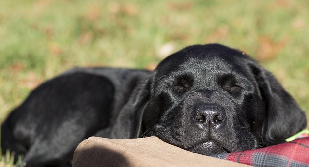 Cachorro, Animal, Mamífero, Bonitinho