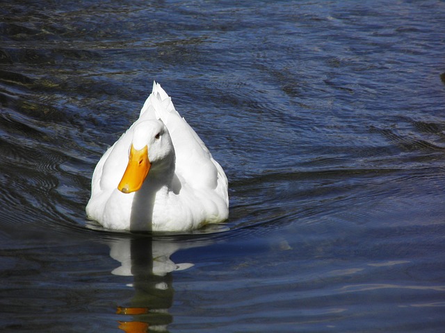 Free Water Bird photo and picture