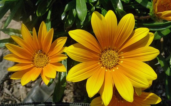 Free Plant Flower photo and picture