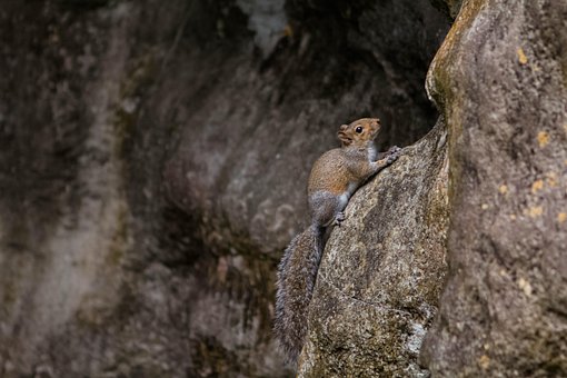 Natur, Tierwelt, Draußen, Säugetier