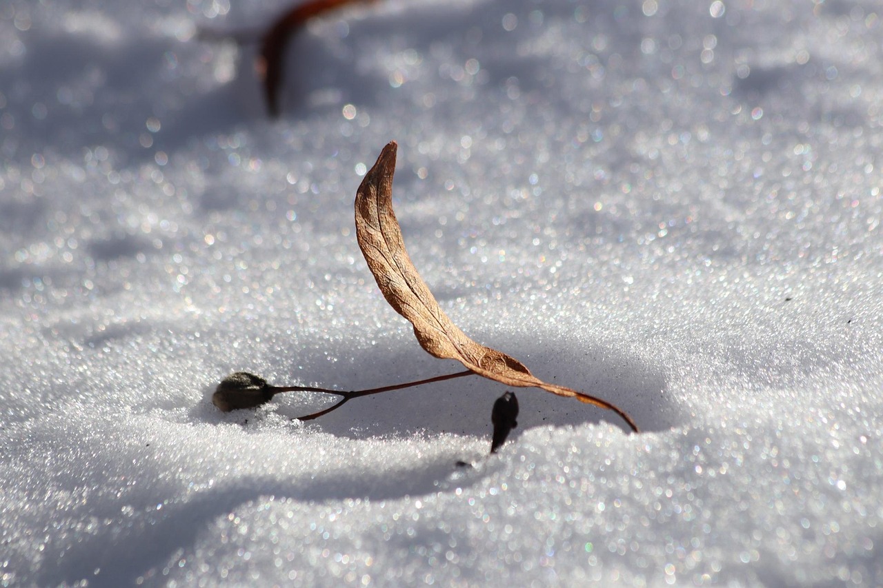 冬季 雪 冰 - Pixabay上的免费照片 - Pixabay