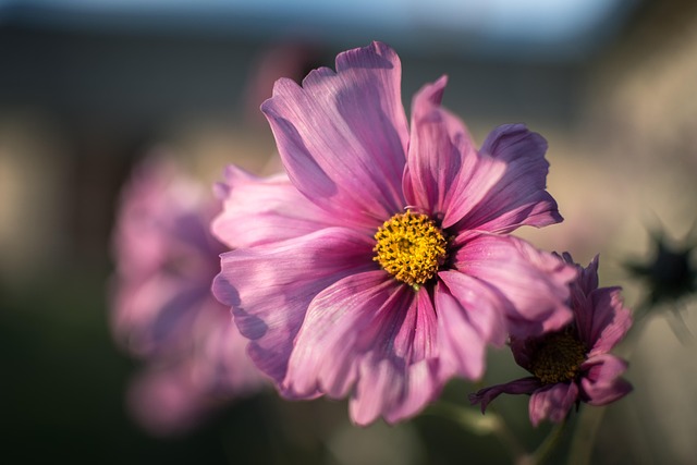 Blume, Natur, Flora, Schöne Blumen